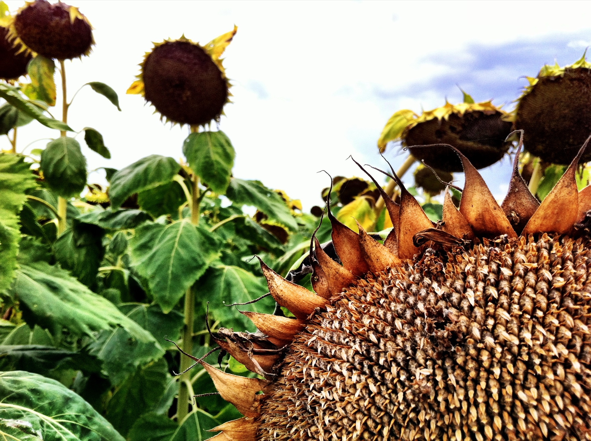 Sunflower photograph 14 of 19